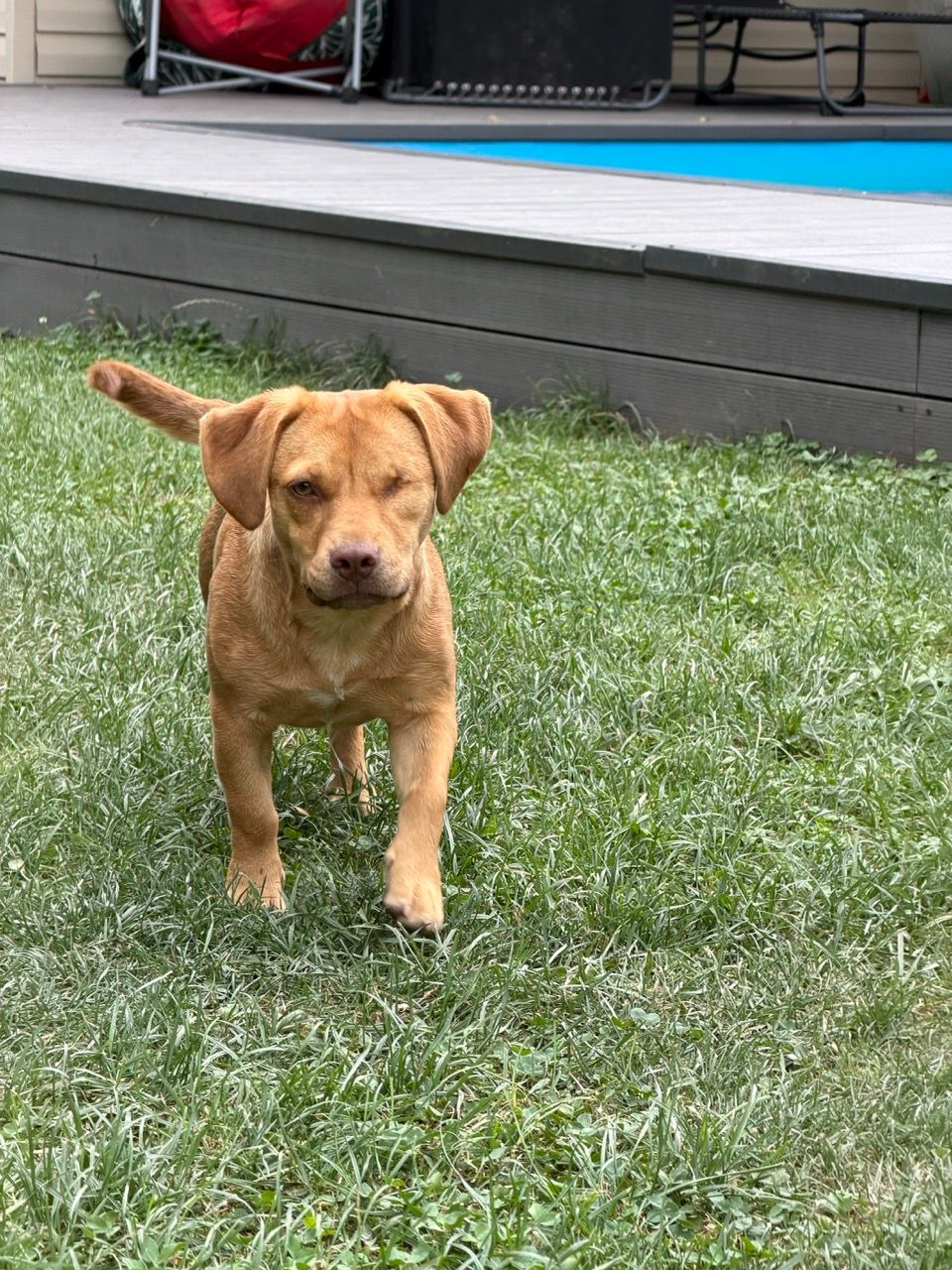 Cara vine în trap prin iarbă spre cameră, cu coada sus, făcând cu ochiul.